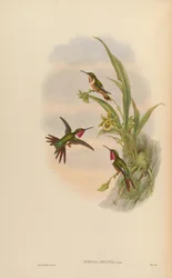 Doricha bryantae = Calliphlox bryantae